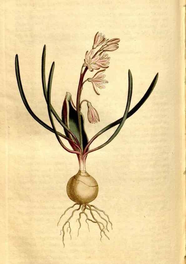 Reproducción/Reproduction 8246944415: Curtis's botanical magazine.. London ;New York [etc.] :Academic Press [etc.]