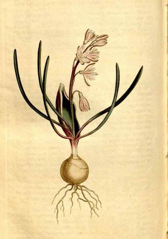 Reproducción/Reproduction 8246944415: Curtis's botanical magazine.. London ;New York [etc.] :Academic Press [etc.]