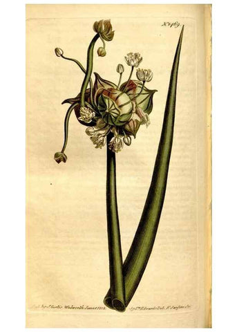 Reproducción/Reproduction 8246945071: Curtis's botanical magazine.. London ;New York [etc.] :Academic Press [etc.]