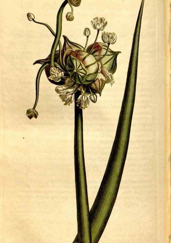 Reproducción/Reproduction 8246945071: Curtis's botanical magazine.. London ;New York [etc.] :Academic Press [etc.]