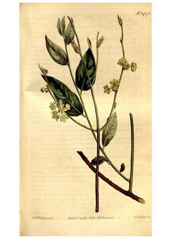 Reproducción/Reproduction 8246945847: Curtis's botanical magazine.. London ;New York [etc.] :Academic Press [etc.]