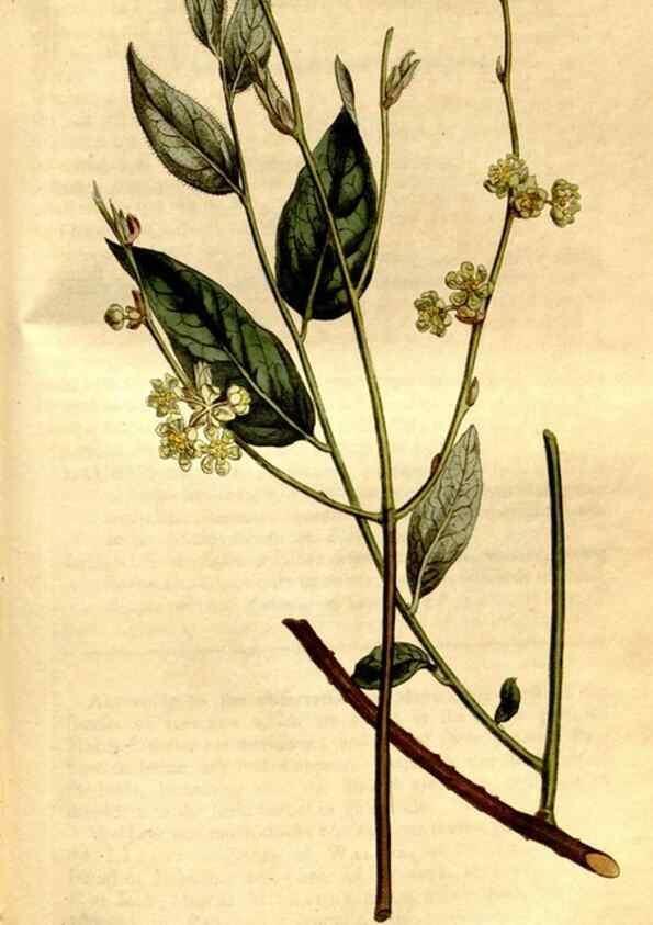 Reproducción/Reproduction 8246945847: Curtis's botanical magazine.. London ;New York [etc.] :Academic Press [etc.]