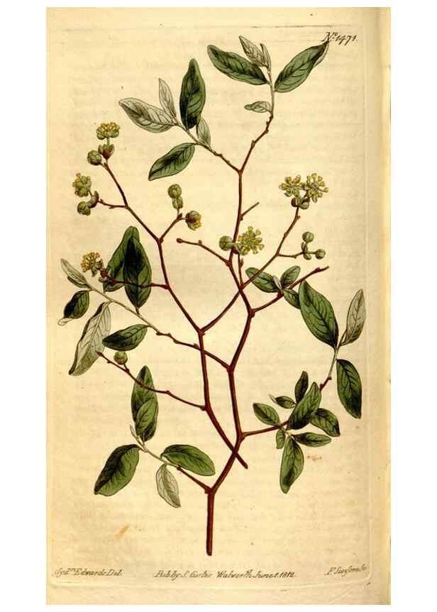 Reproducción/Reproduction 8248014536: Curtis's botanical magazine.. London ;New York [etc.] :Academic Press [etc.]