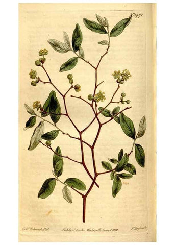 Reproducción/Reproduction 8248014536: Curtis's botanical magazine.. London ;New York [etc.] :Academic Press [etc.]