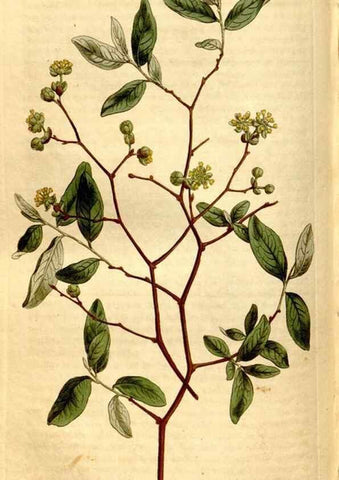 Reproducción/Reproduction 8248014536: Curtis's botanical magazine.. London ;New York [etc.] :Academic Press [etc.]