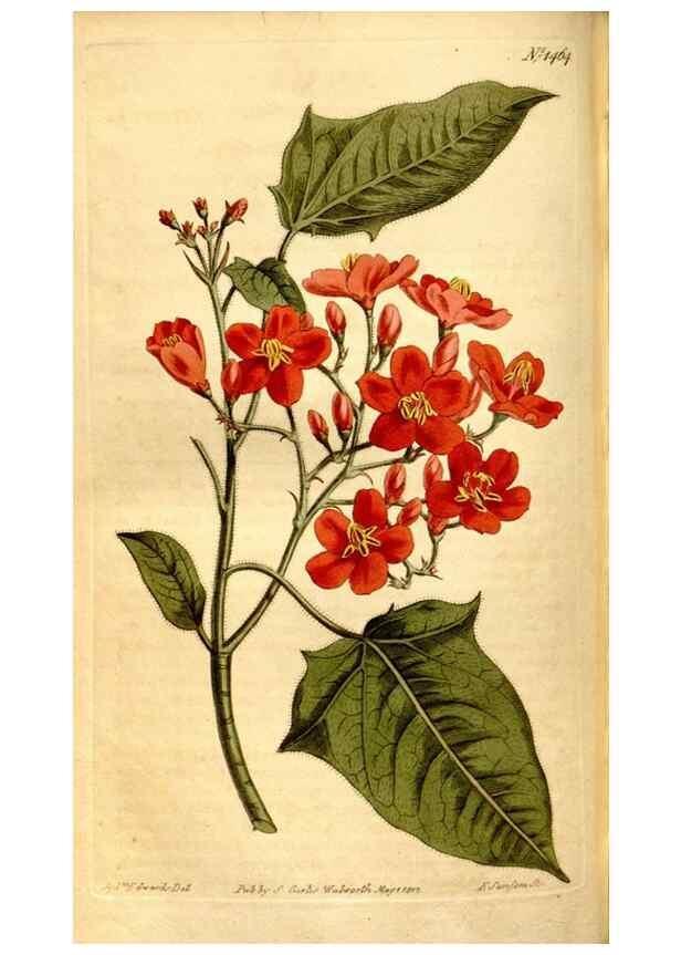 Reproducción/Reproduction 8246941845: Curtis's botanical magazine.. London ;New York [etc.] :Academic Press [etc.]