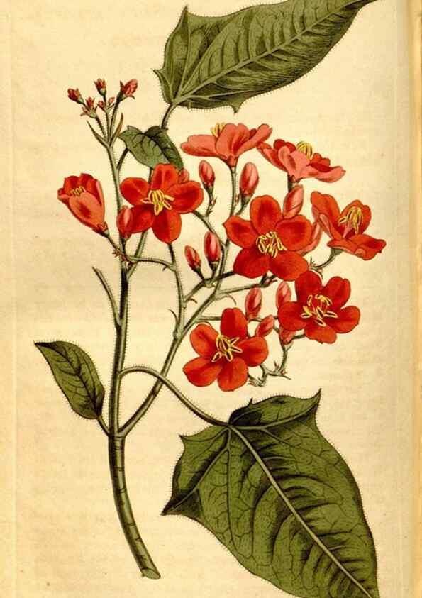 Reproducción/Reproduction 8246941845: Curtis's botanical magazine.. London ;New York [etc.] :Academic Press [etc.]