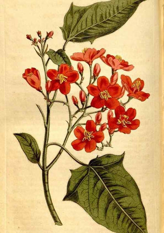 Reproducción/Reproduction 8246941845: Curtis's botanical magazine.. London ;New York [etc.] :Academic Press [etc.]