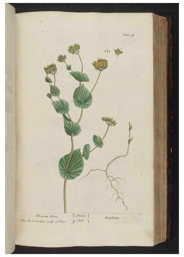 Reproducción/Reproduction 8252792806: A curious herbal. London : Printed for Samuel Harding, 1737-1739.
