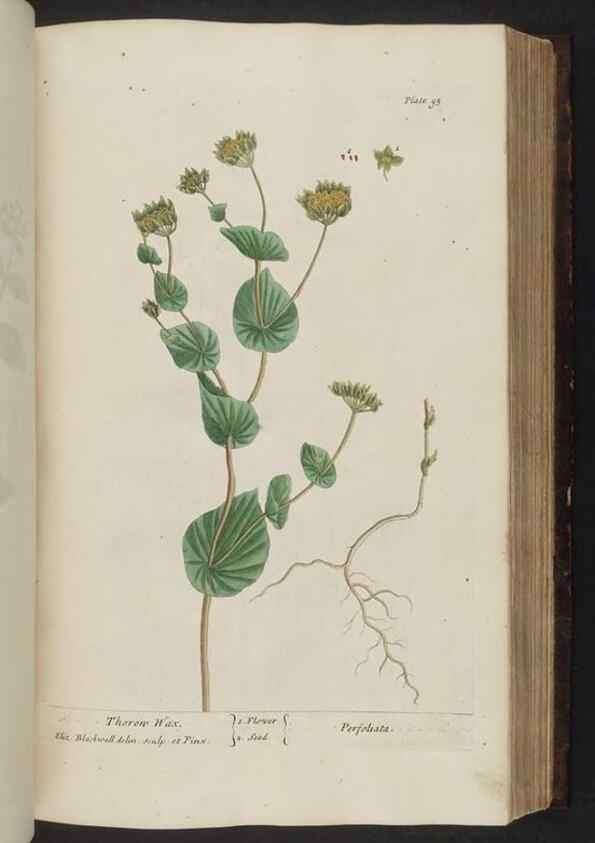 Reproducción/Reproduction 8252792806: A curious herbal. London : Printed for Samuel Harding, 1737-1739.