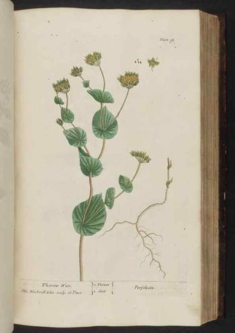 Reproducción/Reproduction 8252792806: A curious herbal. London : Printed for Samuel Harding, 1737-1739.