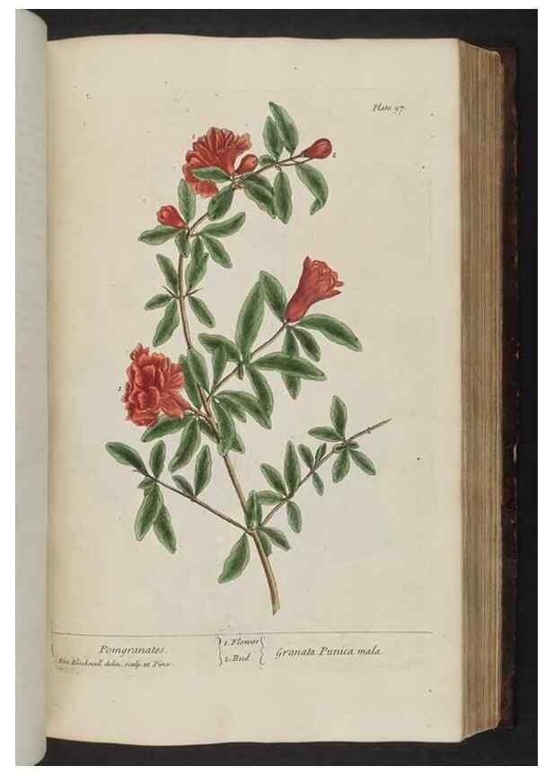 Reproducción/Reproduction 8251722503: A curious herbal. London : Printed for Samuel Harding, 1737-1739.