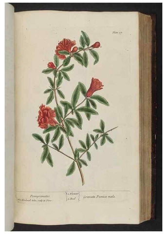 Reproducción/Reproduction 8251722503: A curious herbal. London : Printed for Samuel Harding, 1737-1739.