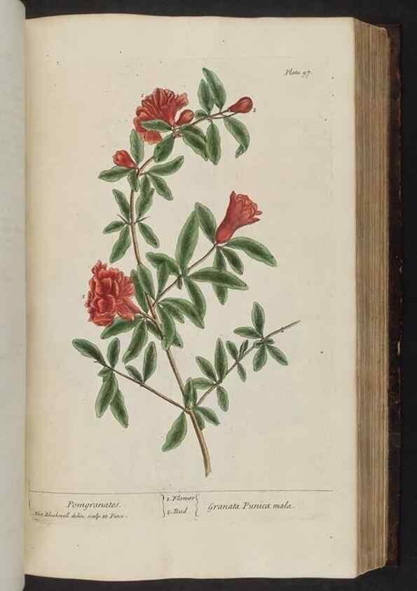 Reproducción/Reproduction 8251722503: A curious herbal. London : Printed for Samuel Harding, 1737-1739.