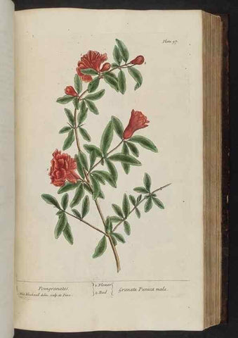 Reproducción/Reproduction 8251722503: A curious herbal. London : Printed for Samuel Harding, 1737-1739.