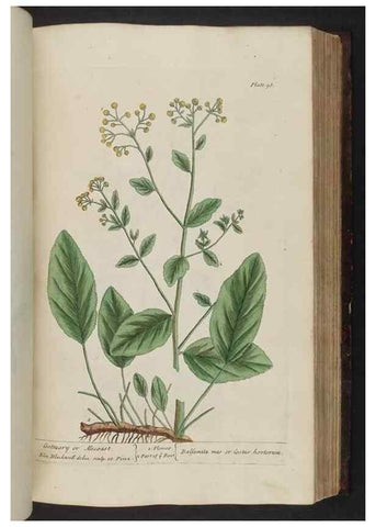Reproducción/Reproduction 8252793452: A curious herbal. London : Printed for Samuel Harding, 1737-1739.