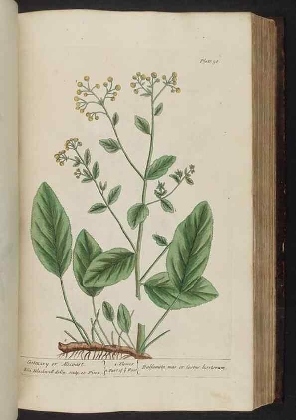 Reproducción/Reproduction 8252793452: A curious herbal. London : Printed for Samuel Harding, 1737-1739.