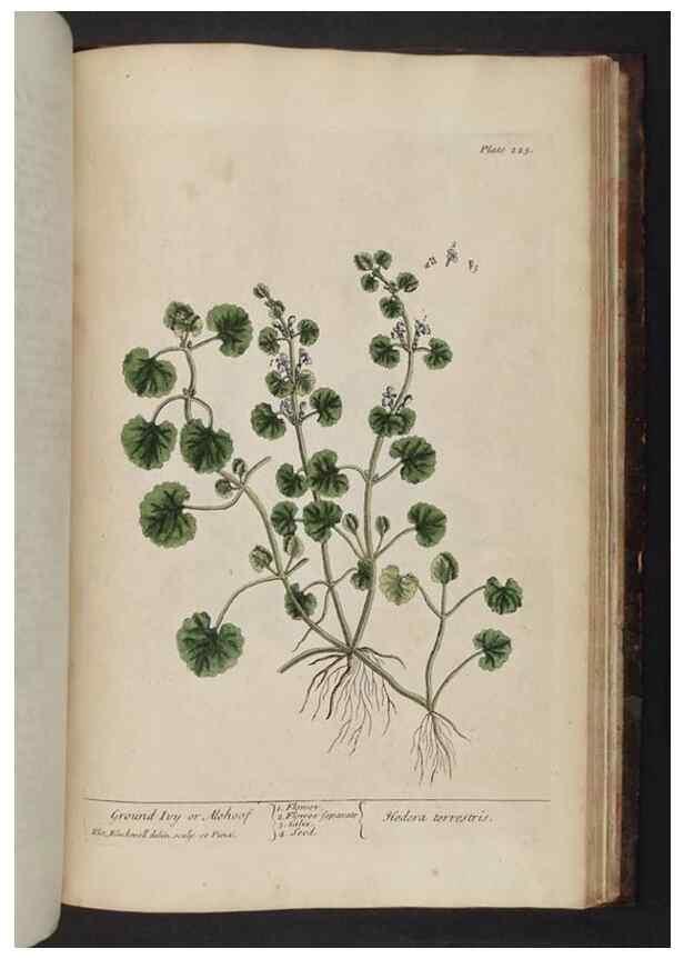 Reproducción/Reproduction 8252821236: A curious herbal. London : Printed for Samuel Harding, 1737-1739.