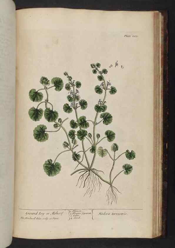 Reproducción/Reproduction 8252821236: A curious herbal. London : Printed for Samuel Harding, 1737-1739.