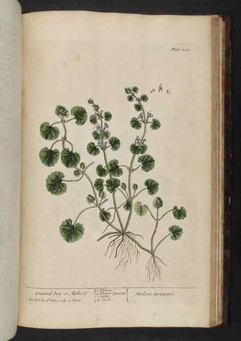 Reproducción/Reproduction 8252821236: A curious herbal. London : Printed for Samuel Harding, 1737-1739.