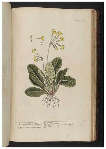 Reproducción/Reproduction 8252821502: A curious herbal. London : Printed for Samuel Harding, 1737-1739.