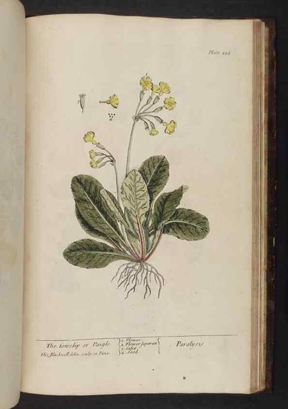 Reproducción/Reproduction 8252821502: A curious herbal. London : Printed for Samuel Harding, 1737-1739.
