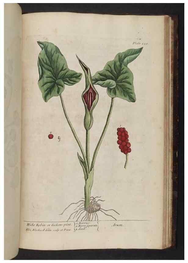 Reproducción/Reproduction 8252821894: A curious herbal. London : Printed for Samuel Harding, 1737-1739.