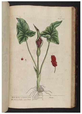 Reproducción/Reproduction 8252821894: A curious herbal. London : Printed for Samuel Harding, 1737-1739.
