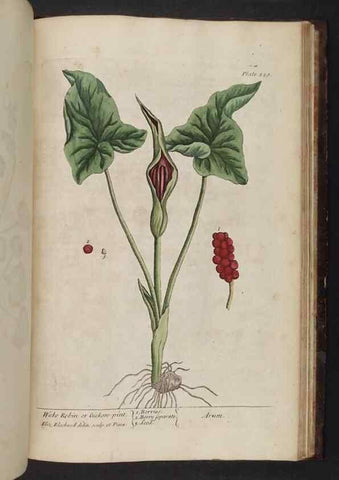 Reproducción/Reproduction 8252821894: A curious herbal. London : Printed for Samuel Harding, 1737-1739.