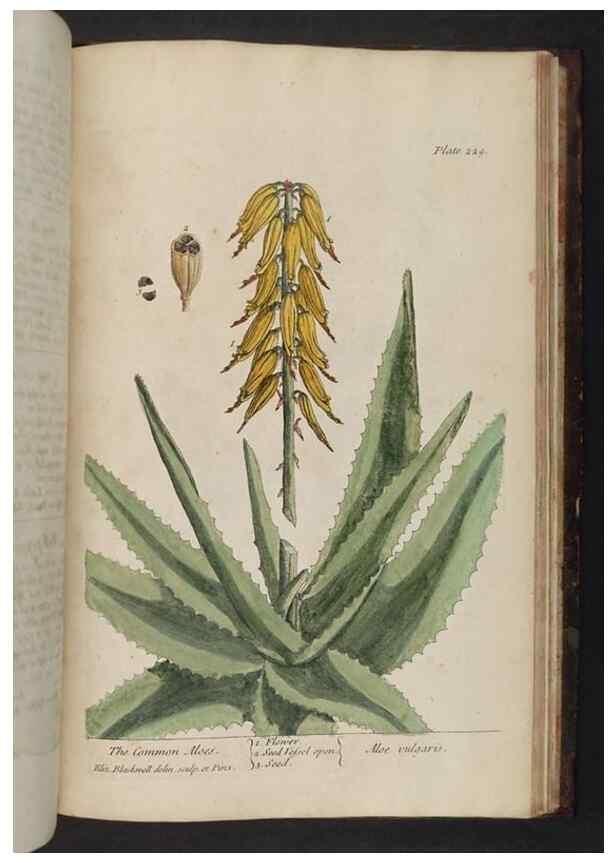 Reproducción/Reproduction 8251751755: A curious herbal. London : Printed for Samuel Harding, 1737-1739.