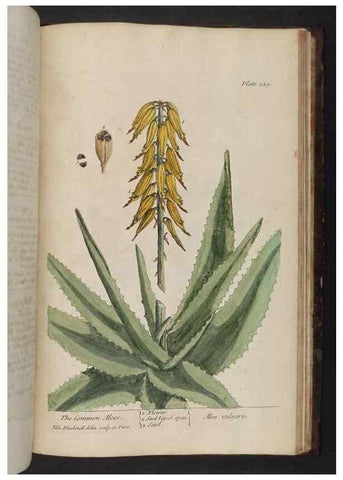Reproducción/Reproduction 8251751755: A curious herbal. London : Printed for Samuel Harding, 1737-1739.