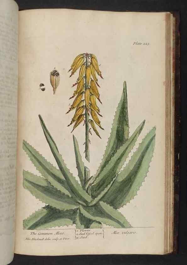 Reproducción/Reproduction 8251751755: A curious herbal. London : Printed for Samuel Harding, 1737-1739.