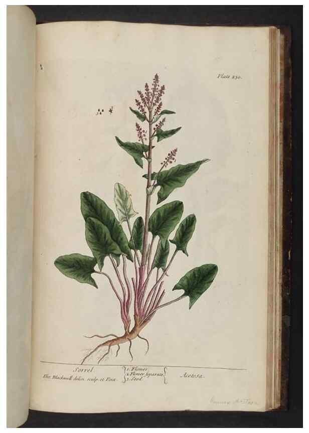 Reproducción/Reproduction 8251751917: A curious herbal. London : Printed for Samuel Harding, 1737-1739.