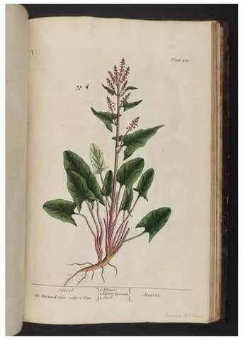 Reproducción/Reproduction 8251751917: A curious herbal. London : Printed for Samuel Harding, 1737-1739.