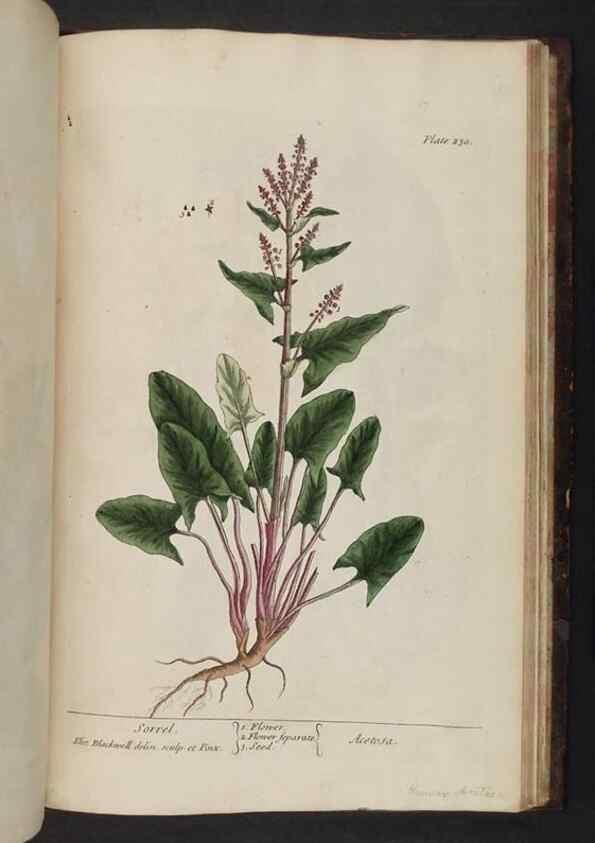 Reproducción/Reproduction 8251751917: A curious herbal. London : Printed for Samuel Harding, 1737-1739.