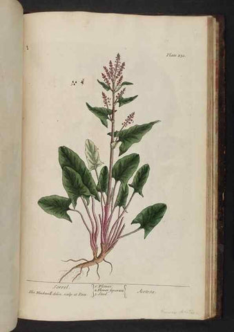 Reproducción/Reproduction 8251751917: A curious herbal. London : Printed for Samuel Harding, 1737-1739.