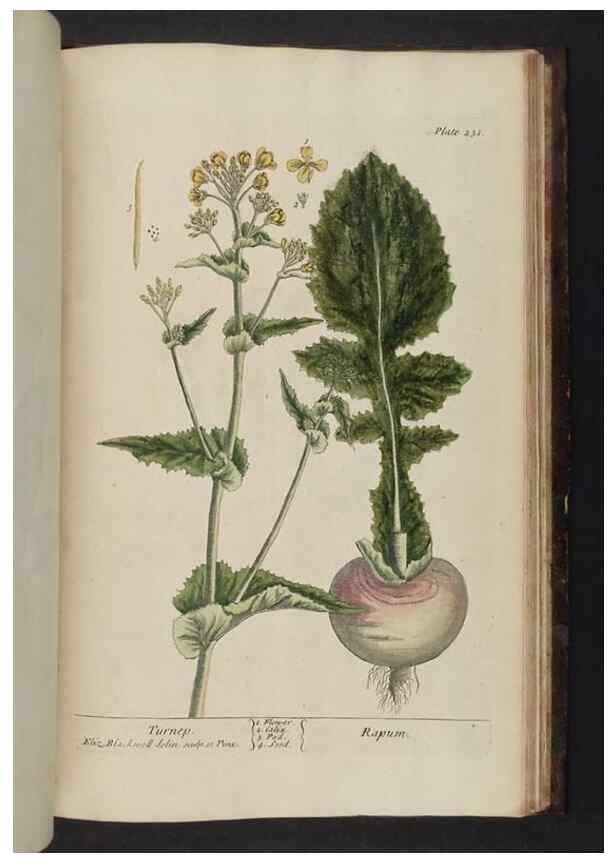 Reproducción/Reproduction 8251752109: A curious herbal. London : Printed for Samuel Harding, 1737-1739.