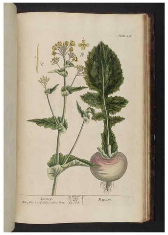Reproducción/Reproduction 8251752109: A curious herbal. London : Printed for Samuel Harding, 1737-1739.
