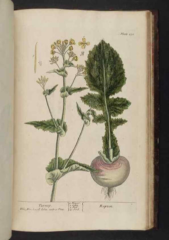 Reproducción/Reproduction 8251752109: A curious herbal. London : Printed for Samuel Harding, 1737-1739.
