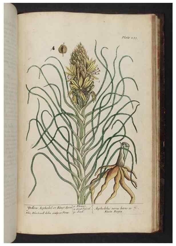Reproducción/Reproduction 8252822800: A curious herbal. London : Printed for Samuel Harding, 1737-1739.