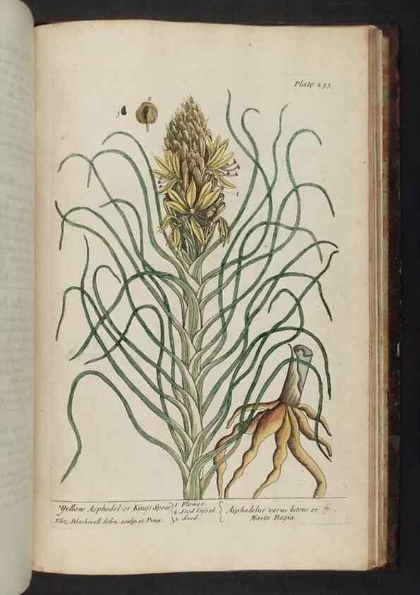 Reproducción/Reproduction 8252822800: A curious herbal. London : Printed for Samuel Harding, 1737-1739.