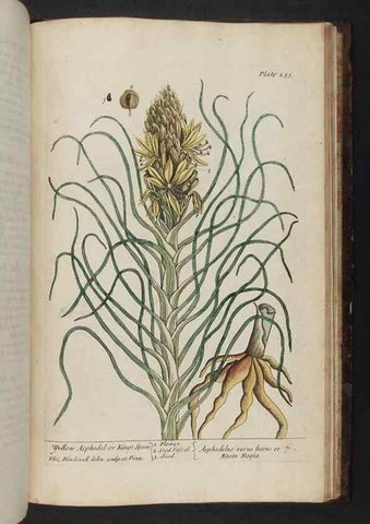 Reproducción/Reproduction 8252822800: A curious herbal. London : Printed for Samuel Harding, 1737-1739.