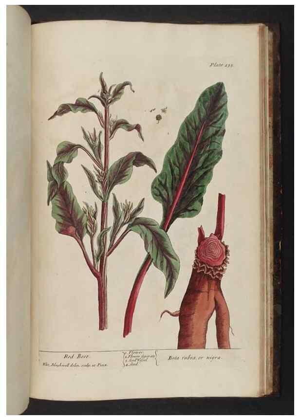 Reproducción/Reproduction 8252823694: A curious herbal. London : Printed for Samuel Harding, 1737-1739.