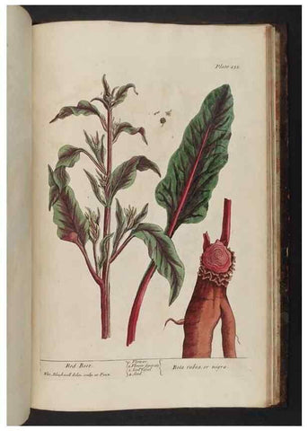 Reproducción/Reproduction 8252823694: A curious herbal. London : Printed for Samuel Harding, 1737-1739.