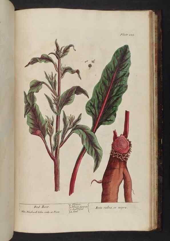 Reproducción/Reproduction 8252823694: A curious herbal. London : Printed for Samuel Harding, 1737-1739.