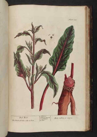 Reproducción/Reproduction 8252823694: A curious herbal. London : Printed for Samuel Harding, 1737-1739.