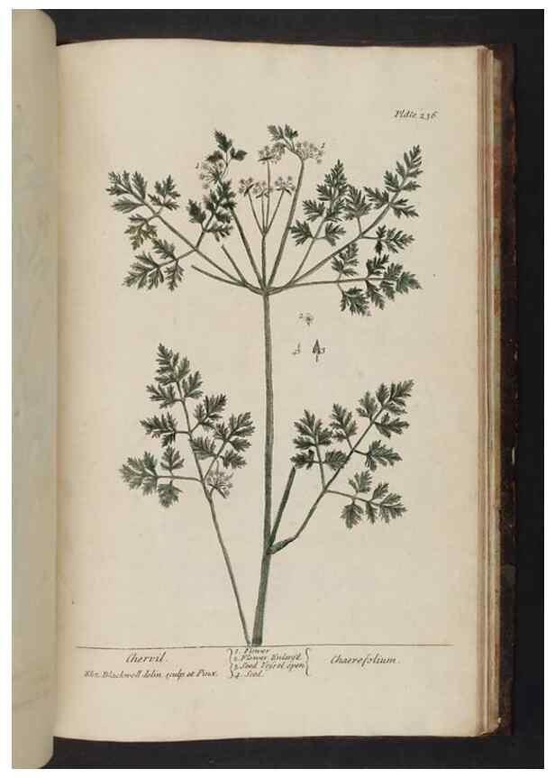 Reproducción/Reproduction 8252823866: A curious herbal. London : Printed for Samuel Harding, 1737-1739.