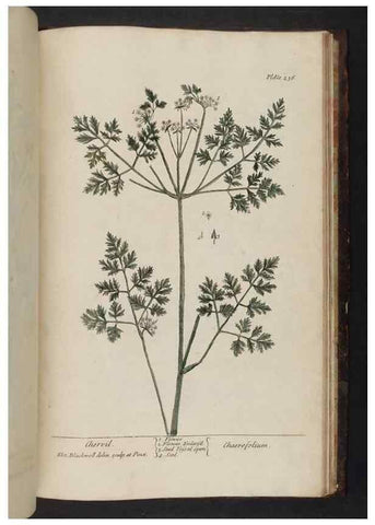 Reproducción/Reproduction 8252823866: A curious herbal. London : Printed for Samuel Harding, 1737-1739.