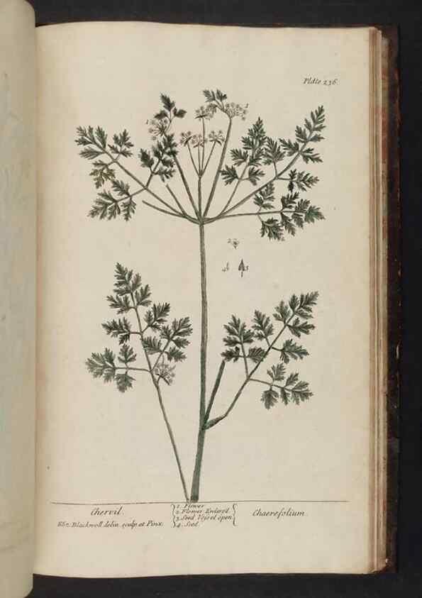 Reproducción/Reproduction 8252823866: A curious herbal. London : Printed for Samuel Harding, 1737-1739.