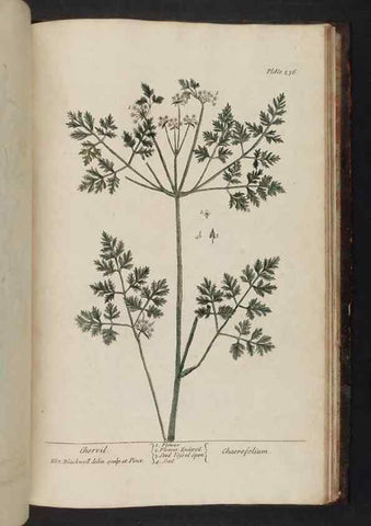 Reproducción/Reproduction 8252823866: A curious herbal. London : Printed for Samuel Harding, 1737-1739.